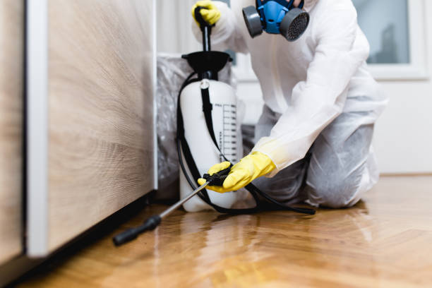 Best Wasp Removal Services  in California, MO
