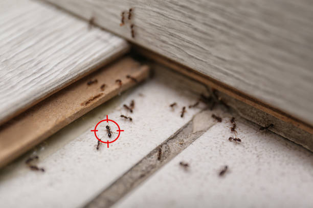 Best Rodent Control Near Me  in California, MO